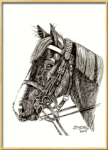 Portrait of a Horse done in pen and ink. And illustration by pet and other animal-wildlife portrait artist Shafali - Also Drawings, Sketches of Cats, Kittens, Dogs, Pups and pets and people.